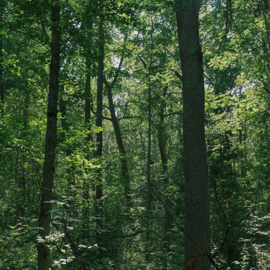 Barkavas ozolu audze