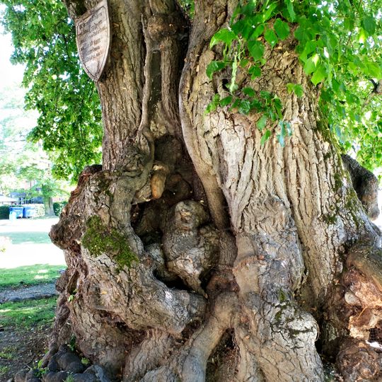 1 Winterlinde, "Gerichtslinde"