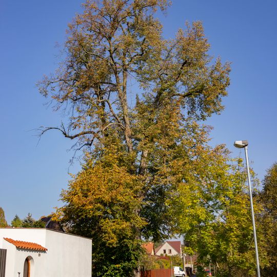 Lípa ve Čtyřkolech