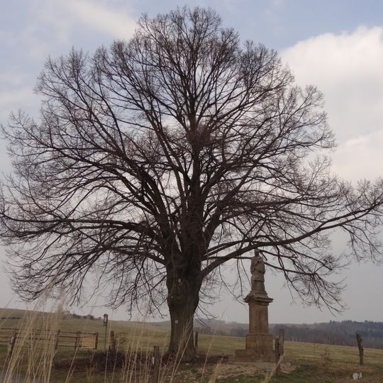 Lípa srdčitá v Dolním Vítkově