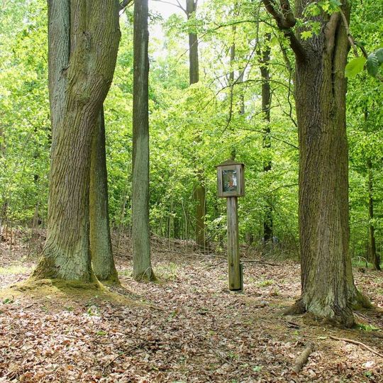 Obrázek ve Svojanově u lesní cesty