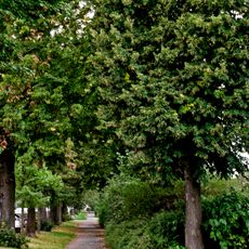 Linden-Allee Ernst-Barlach-Straße