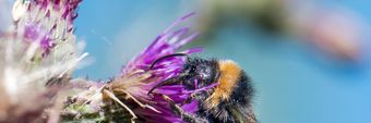 Bumblebee Conservation Trust Profile Cover