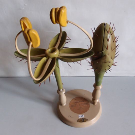 Botanical Museum Greifswald