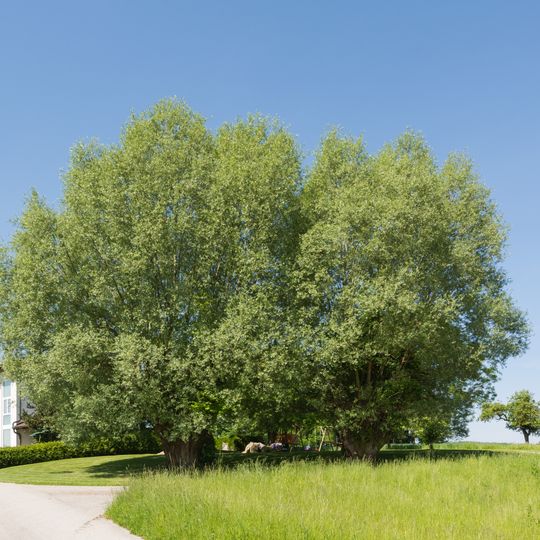 Zwei Kopfweiden in Trensing