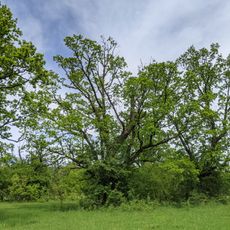 Quercus in Golyama Zhelyazna