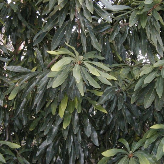 Reserva de flora Stony Range