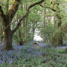 Everdon Stubbs