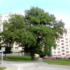 Dub na sídlišti v Dačicích
