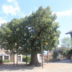 Tilleul de Pérouges
