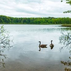 Moss Lake Bog