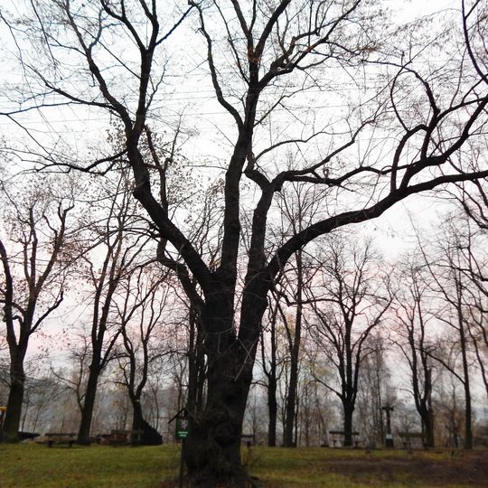 Lípy u svatého Prokopa