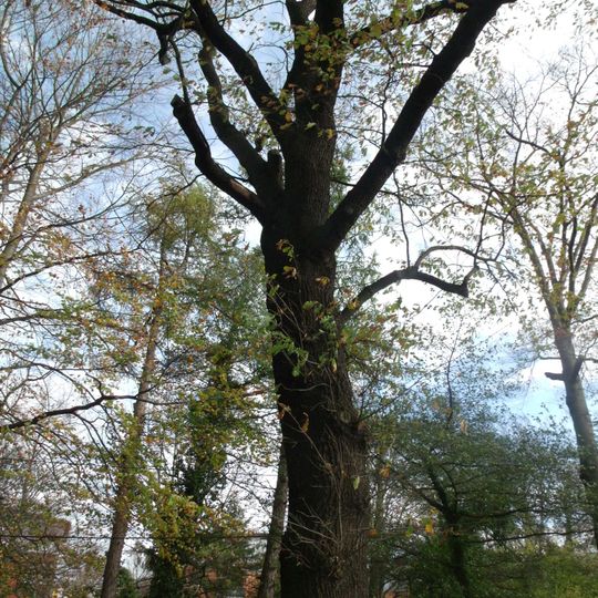 Naturdenkmal [[Eichen