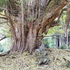 常瀧寺の大イチョウ