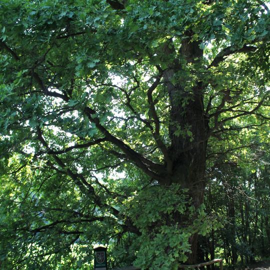 Dub letní in Buchlovice