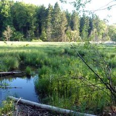 Feuchtgebiet bei der Dankoltsweiler Sägmühle
