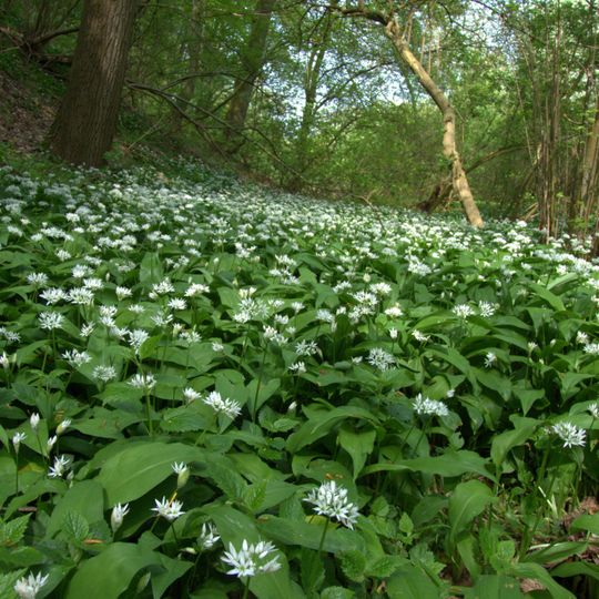Westlicher Steilhang des Rurtales