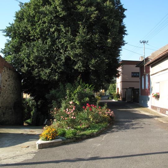 Lípa u kapličky ve Lhotce nad Labem