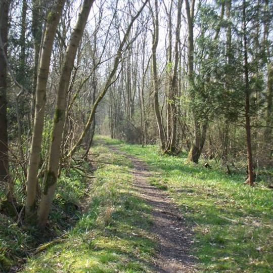 Potton Wood