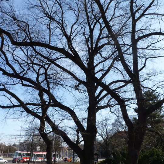 Dub letní na Moravském náměstí