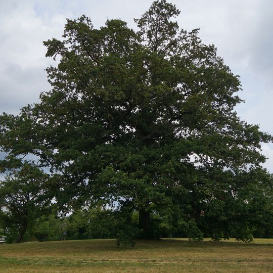 Eiche auf der Schafweide