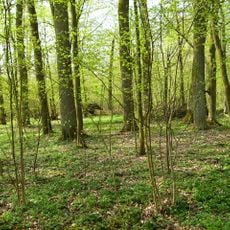 Nature reserve Dębina