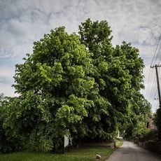 Lime tree in Taobity