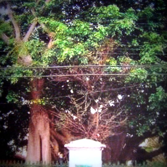 Figueira das Lágrimas