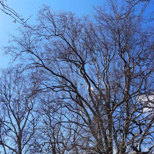 Platanen von Stodulzi