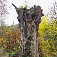 Buk v Libavském Údolí