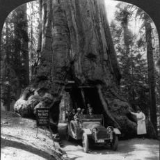 Wawona Tree