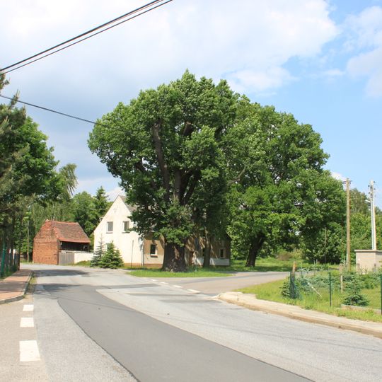 Naturdenkmal  Stieleiche Dorfstraße; Flur 1, Flurstück 265 in Hillmersdorf