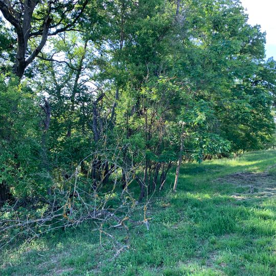Feldgehölz im Gewann Krumme Äcker