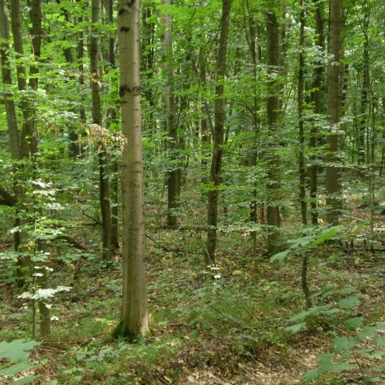 Ulashivska Dacha Reserve