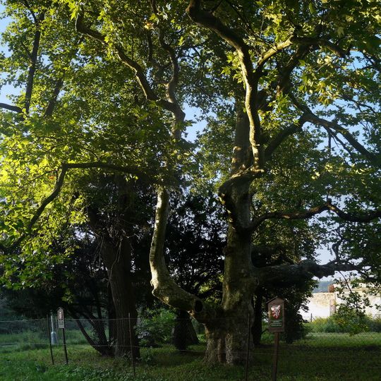 Platan javorolistý v Josefově Dole