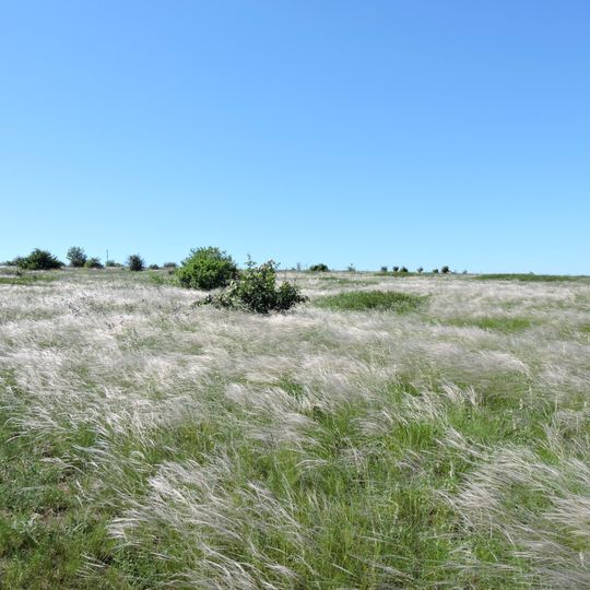 Ковыльники у села Григорьевка