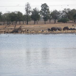 Ramat Gan Safari