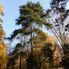 Monumental black pine in Kombatantów Park in Warsaw