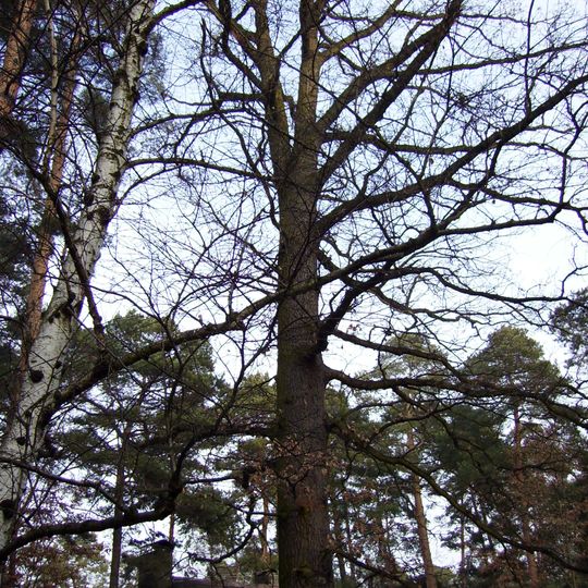 Dub letní v Klánovicích