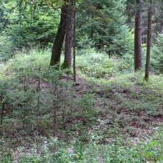 Grabhügelgruppe Hartwald