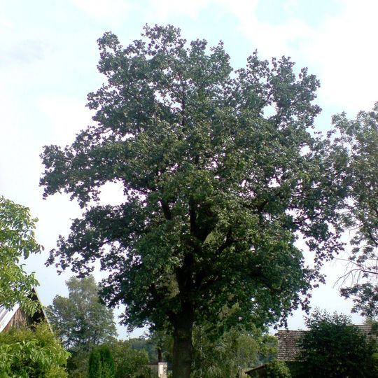 Dub u čp. 25 v Buku