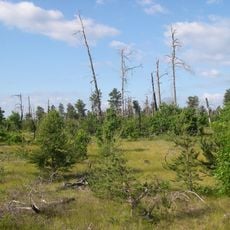Kirtlands Warbler Wildlife Management Area