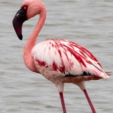 Khijadia Bird Sanctuary