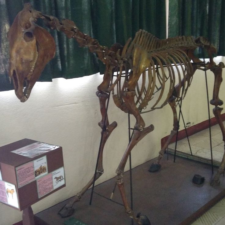 Museo de Historia Natural USAC