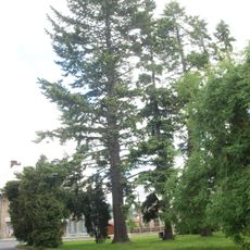 Douglaska v Rýmařově