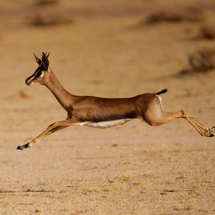 Sharaan Nature Reserve