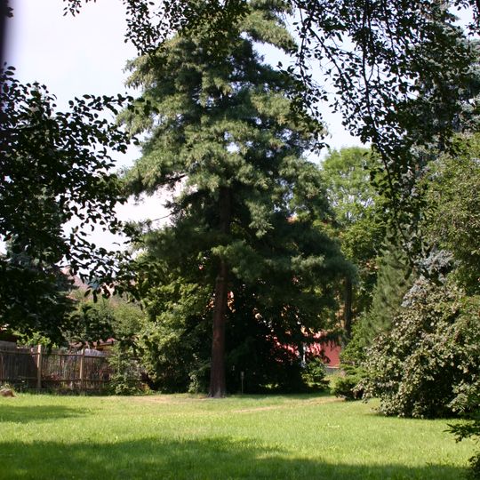 Borovice Schwerinova v Mostě