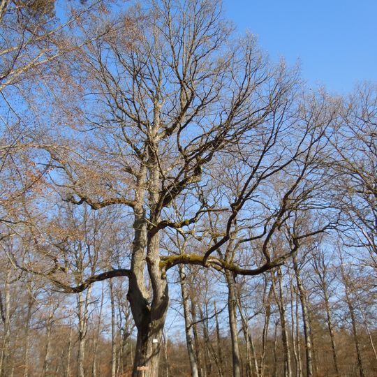Gabeleiche am Rauhen Hau