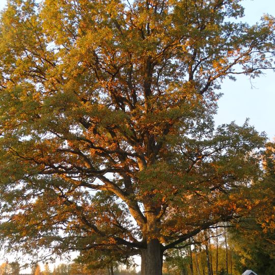 Mediškių ąžuolas