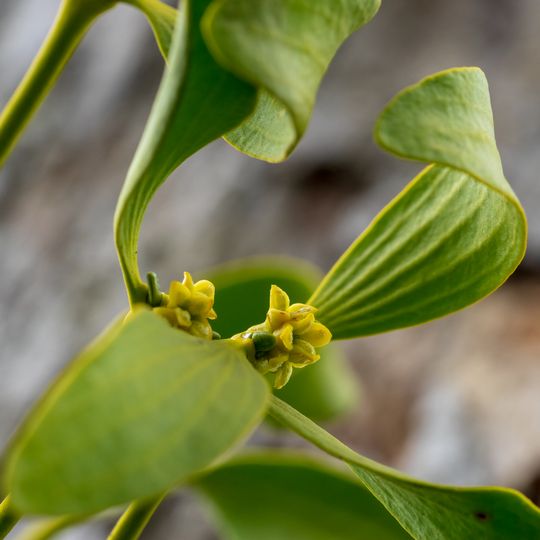 Teufelsloch-Kaltenwang